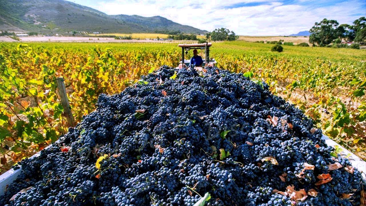 Raisin Production in California: How to Produce 350,000 Tons – American Harvest